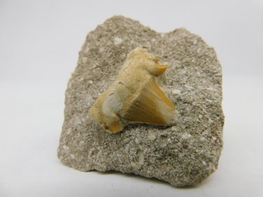 SHARK TOOTH IN MATRIX ROCK STONE LAPIDARY SPECIMEN