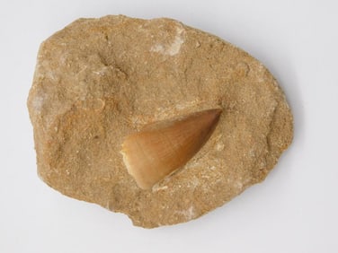 DINOSAUR TOOTH IN MATRIX ROCK STONE LAPIDARY SPECIMEN