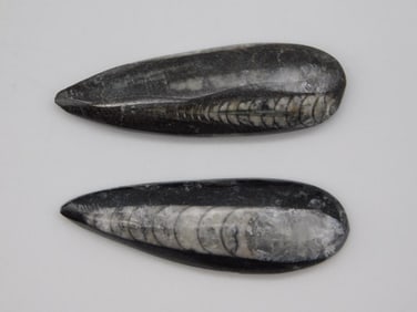 ORTHOCERAS ROCK STONE LAPIDARY SPECIMEN