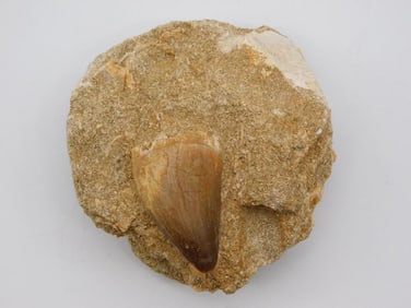 DINOSAUR TOOTH IN MATRIX ROCK STONE LAPIDARY SPECIMEN