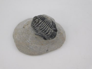 TRILOBITE FOSSIL IN MATRIX ROCK STONE LAPIDARY SPECIMEN