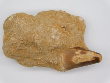 DINOSAUR TOOTH IN MATRIX ROCK STONE LAPIDARY SPECIMEN