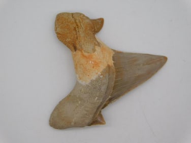 SHARK TOOTH ROCK STONE LAPIDARY SPECIMEN