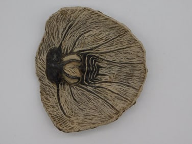 DICRANUS HAMATAS ELEGANTUS TRILOBITE FOSSIL ROCK STONE LAPIDARY SPECIMEN