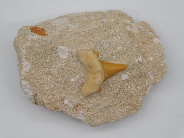 SHARKS TOOTH IN MATRIX ROCK STONE LAPIDARY SPECIMEN