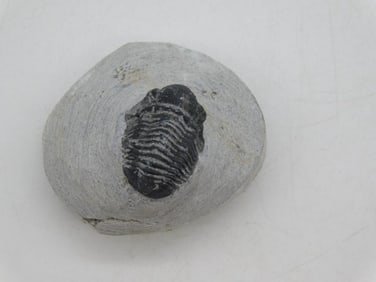 TRILOBITE FOSSIL IN MATRIX ROCK STONE LAPIDARY SPECIMEN