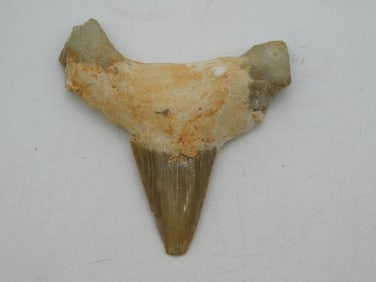 SHARK TOOTH ROCK STONE LAPIDARY SPECIMEN