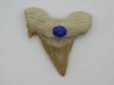 LAPIS STUDDED SHARK TOOTH ROCK STONE LAPIDARY SPECIMEN