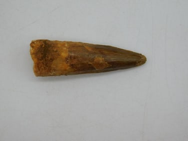 SPINOSAURUS TOOTH ROCK STONE LAPIDARY SPECIMEN