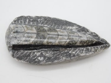 ORTHOCERAS ROCK STONE LAPIDARY SPECIMEN