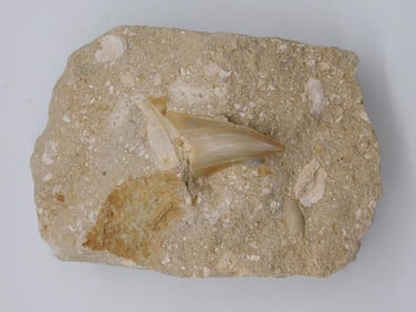 SHARK TOOTH IN MATRIX