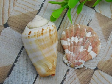 SEA SHELLS ROCK STONE LAPIDARY SPECIMEN