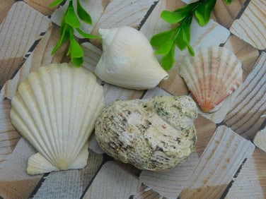 SEA SHELLS ROCK STONE LAPIDARY SPECIMEN