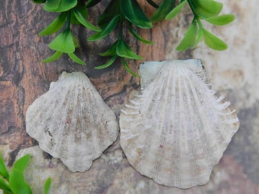SCALLOP SHELLS ROCK STONE LAPIDARY SPECIMEN