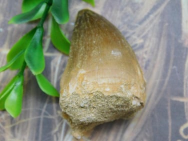 DINOSAUR TOOTH ROCK STONE LAPIDARY SPECIMEN