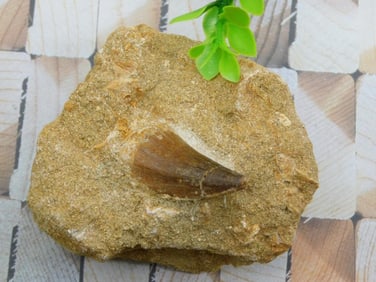 DINOSAUR TOOTH IN MATRIX ROCK STONE LAPIDARY SPECIMEN