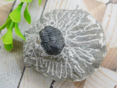 TRILOBITE FOSSIL ROCK STONE LAPIDARY SPECIMEN