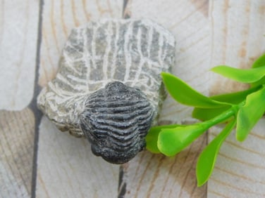 TRILOBITE FOSSIL ROCK STONE LAPIDARY SPECIMEN