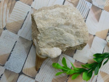SHARK TOOTH IN MATRIX ROCK STONE LAPIDARY SPECIMEN
