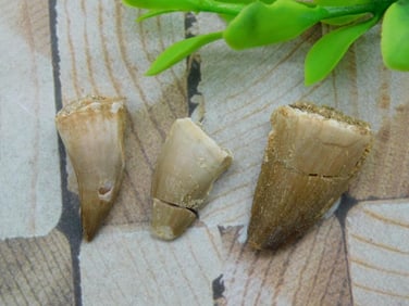 DINOSAUR TEETH ROCK STONE LAPIDARY SPECIMEN