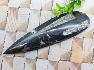 ORTHOCERAS ROCK STONE LAPIDARY SPECIMEN