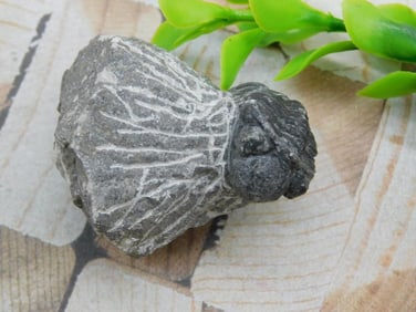 TRILOBITE FOSSIL ROCK STONE LAPIDARY SPECIMEN