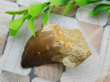 DINOSAUR TOOTH ROCK STONE LAPIDARY SPECIMEN
