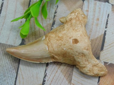 SHARK TOOTH ROCK STONE LAPIDARY SPECIMEN