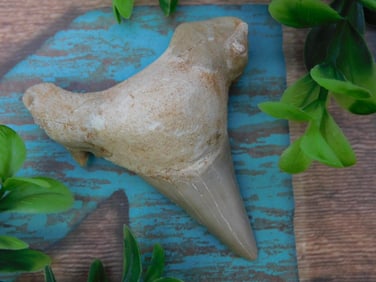 SHARK TOOTH ROCK STONE LAPIDARY SPECIMEN