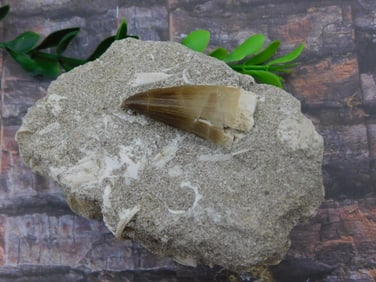 DINOSAUR TOOTH IN MATRIX ROCK STONE LAPIDARY SPECIMEN