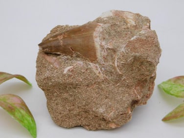 DINOSAUR TOOTH IN MATRIX ROCK STONE LAPIDARY SPECIMEN