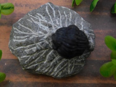 TRILOBITE FOSSIL ROCK STONE LAPIDARY SPECIMEN