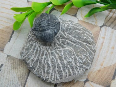 TRILOBITE FOSSIL ROCK STONE LAPIDARY SPECIMEN
