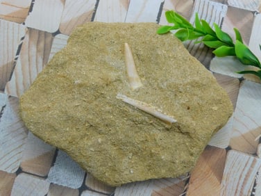 DINOSAUR BONE IN MATRIX ROCK STONE LAPIDARY SPECIMEN