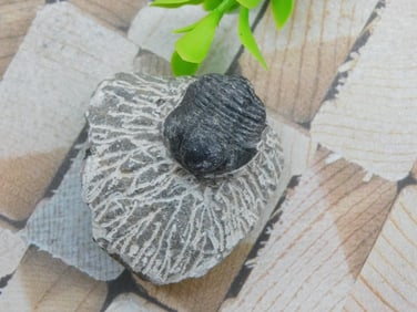 TRILOBITE FOSSIL ROCK STONE LAPIDARY SPECIMEN