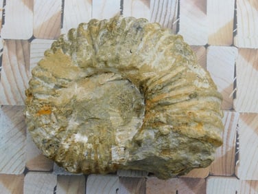 MOROCCAN FOSSIL ROCK STONE LAPIDARY SPECIMEN