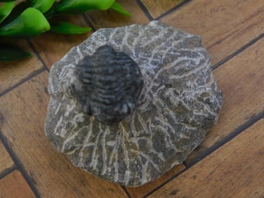 TRILOBITE FOSSIL ROCK STONE LAPIDARY SPECIMEN