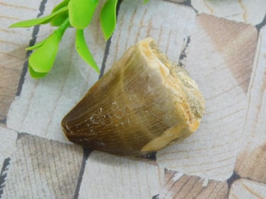 DINOSAUR TOOTH ROCK STONE LAPIDARY SPECIMEN