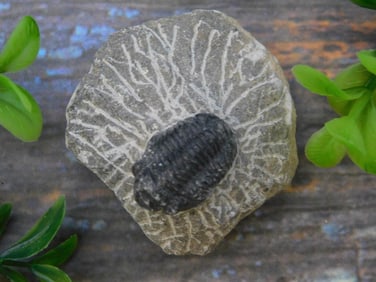 TRILOBITE FOSSIL ROCK STONE LAPIDARY SPECIMEN