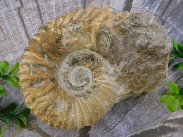 MOROCCAN FOSSIL