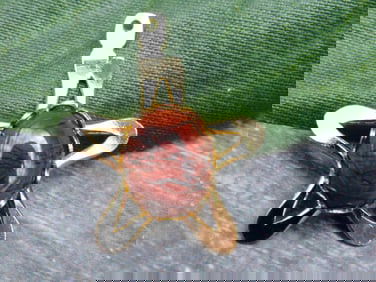 BRECCIATED JASPER STAR PENDANT ROCK STONE LAPIDARY SPECIMEN