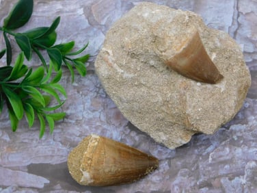 DINOSAUR TEETH ROCK STONE LAPIDARY SPECIMEN