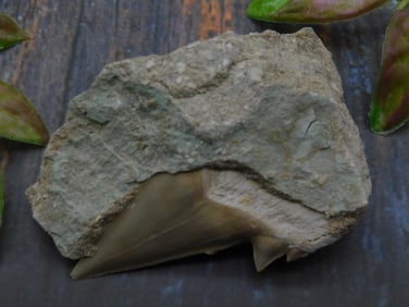 SHARK TOOTH IN MATRIX ROCK STONE LAPIDARY SPECIMEN