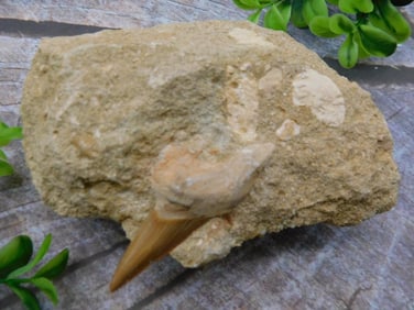 SHARK TOOTH IN MATRIX ROCK STONE LAPIDARY SPECIMEN