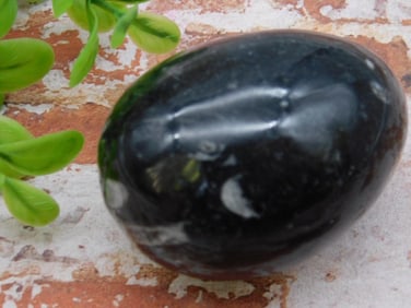 ORTHOCERAS EGG ROCK STONE LAPIDARY SPECIMEN