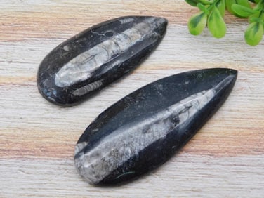 ORTHOCERAS ROCK STONE LAPIDARY SPECIMEN