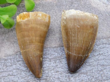 DINOSAUR TEETH ROCK STONE LAPIDARY SPECIMEN