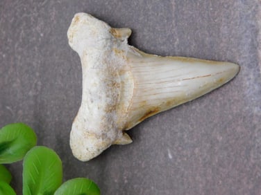 SHARK TOOTH ROCK STONE LAPIDARY SPECIMEN