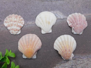 SCALLOP SHELLS