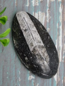 ORTHOCERAS ROCK STONE LAPIDARY SPECIMEN
